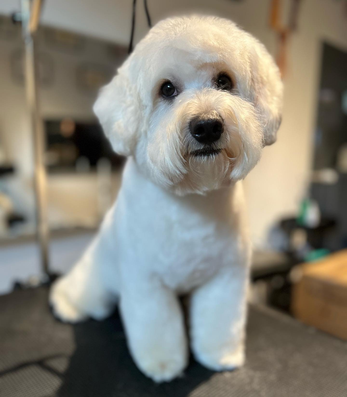 GlamourPets salonfoto 3