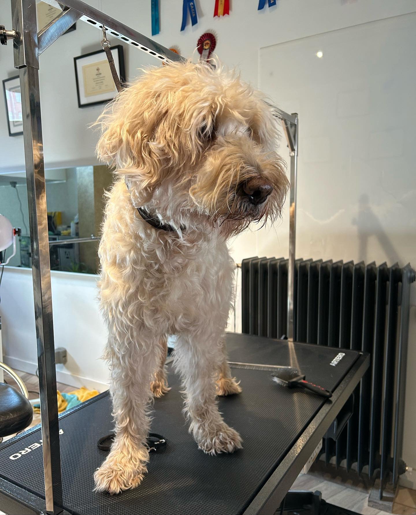 GlamourPets salonfoto 39